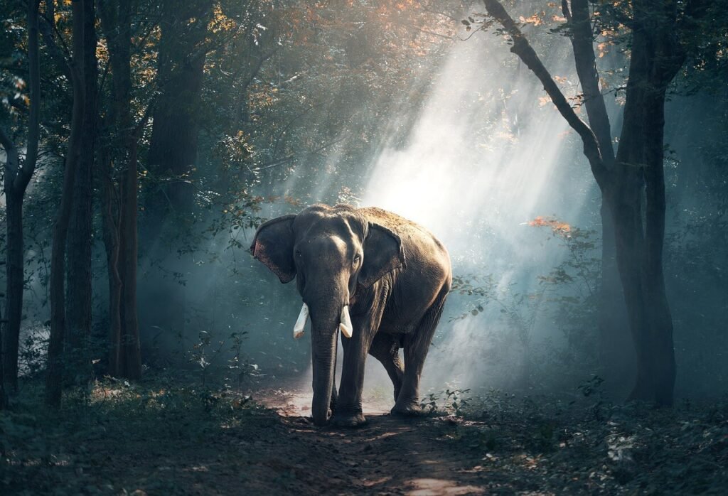 elephant spirit animal meaning