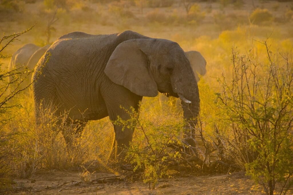 elephant symbolism across cultures