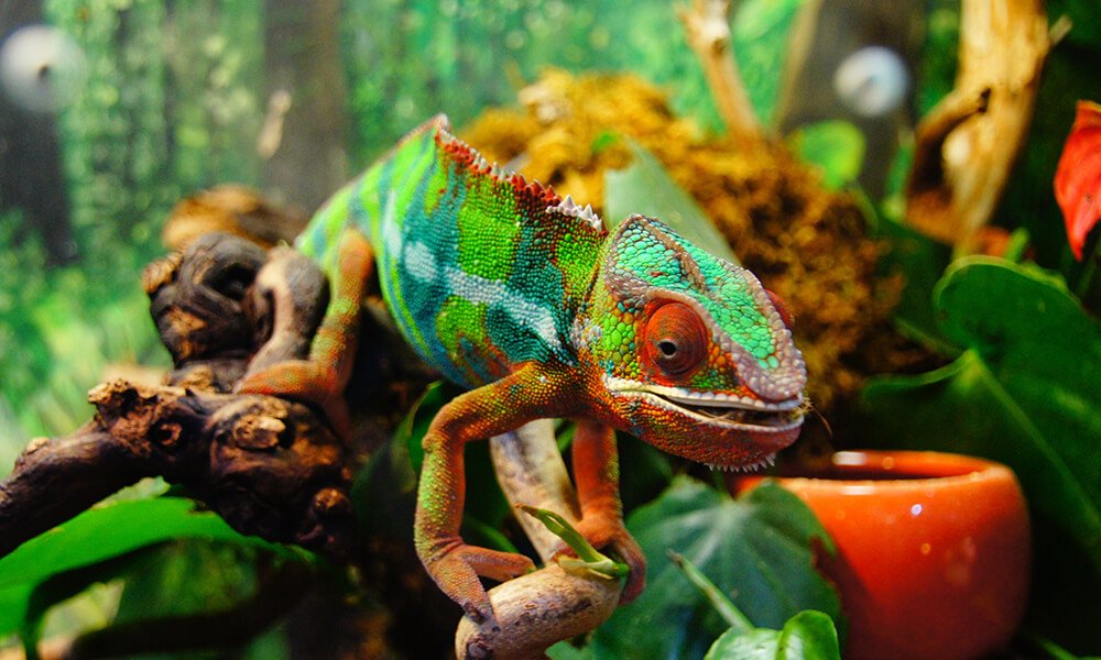 Chameleon