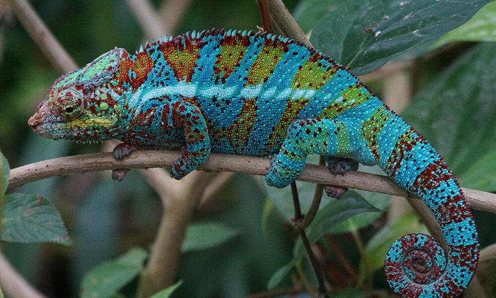 Chameleon