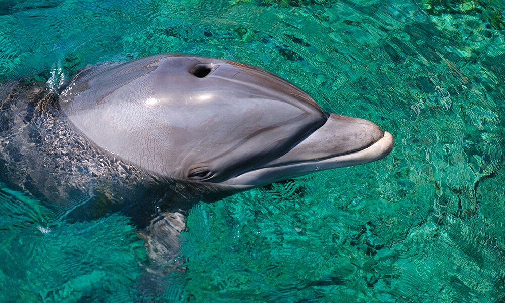 Dolphin