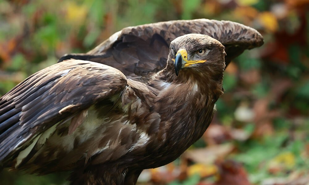 Eagle