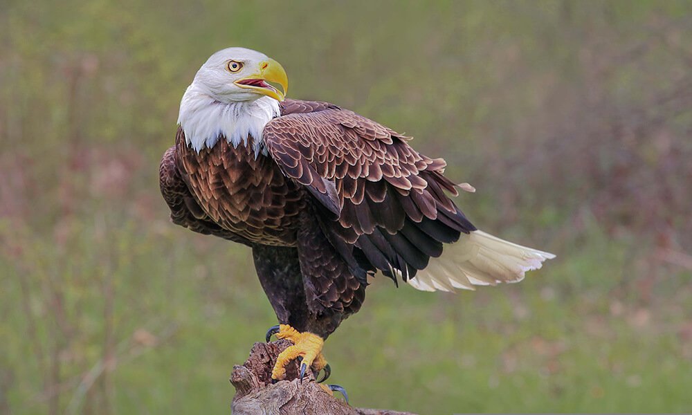 Eagle