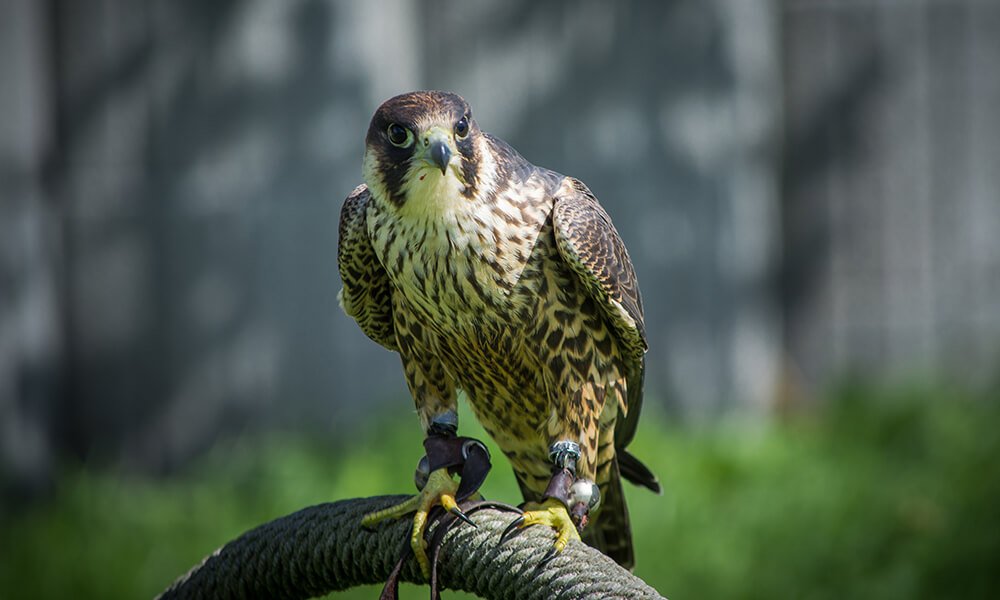 Falcon