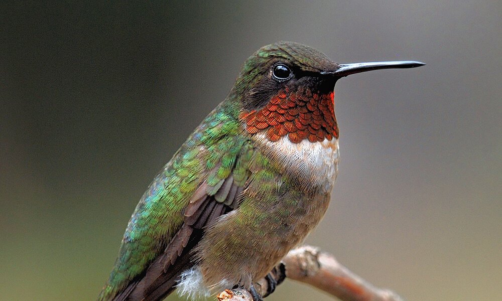 Hummingbird