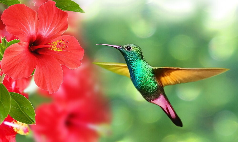 Hummingbird