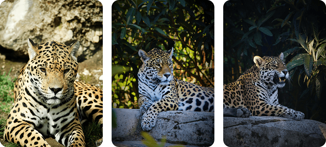 Jaguar