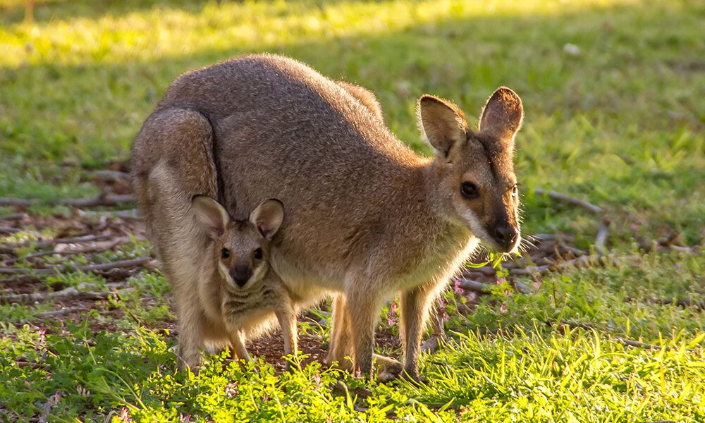 Kangaroo