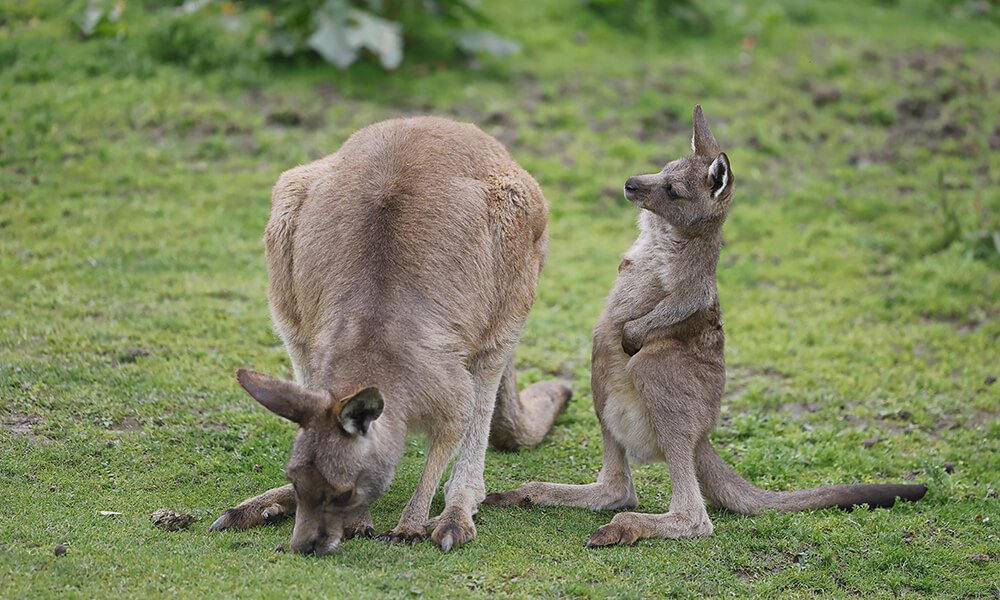 Kangaroo