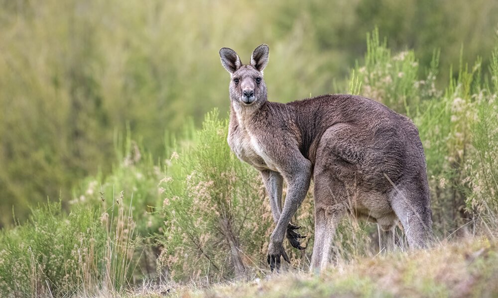 Kangaroo