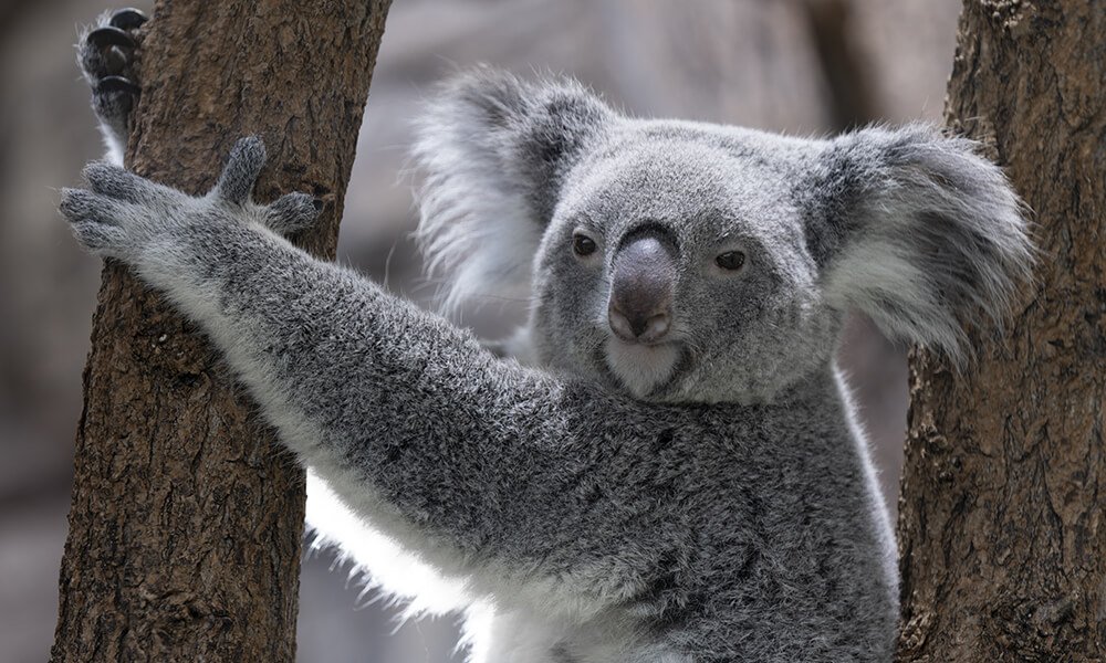 Koala