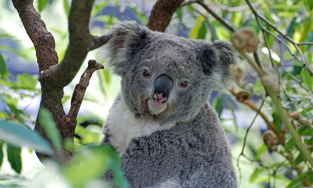 Koala