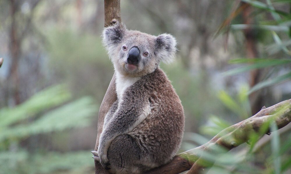 Koala