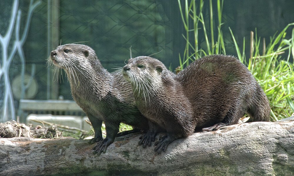 Otter