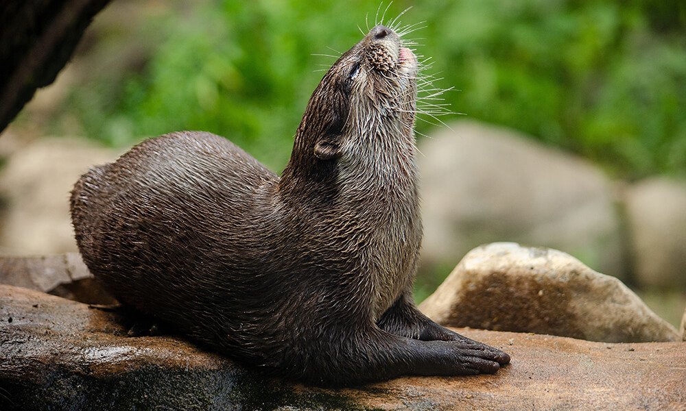 Otter