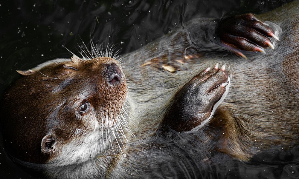 Otter