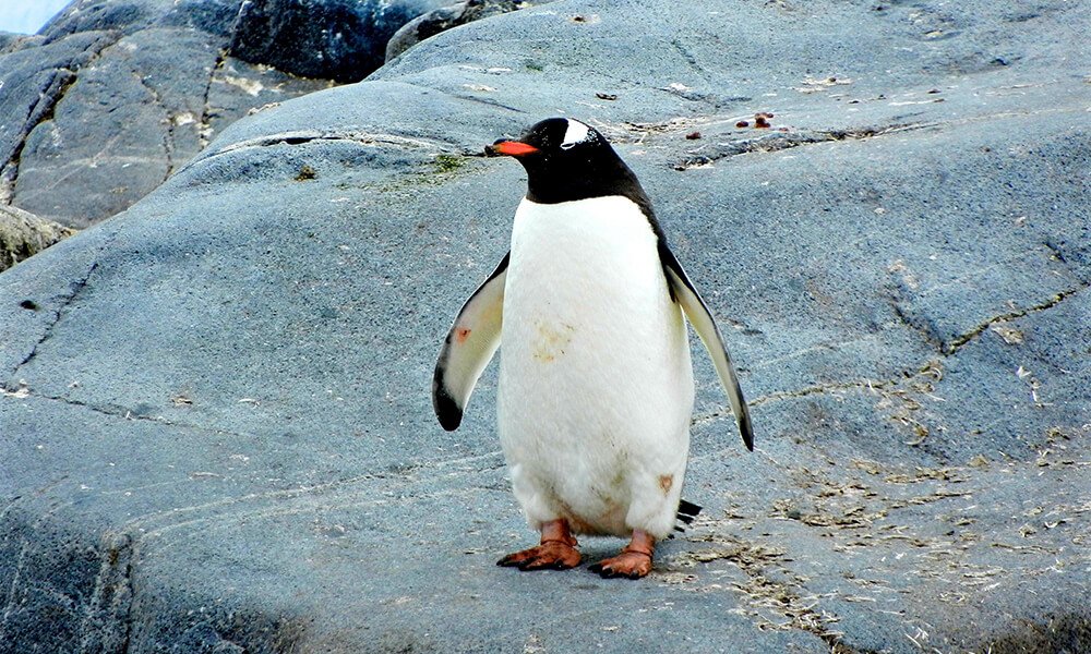 Penguin